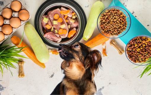 comiendo perro y gatos