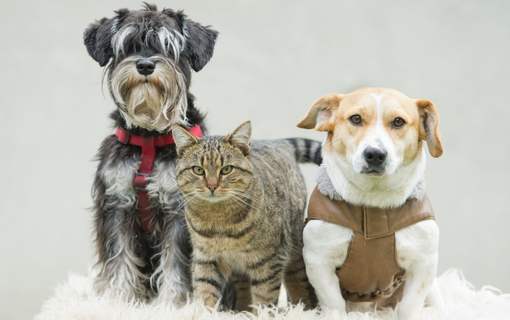 Perros y gatos pueden comer Barf