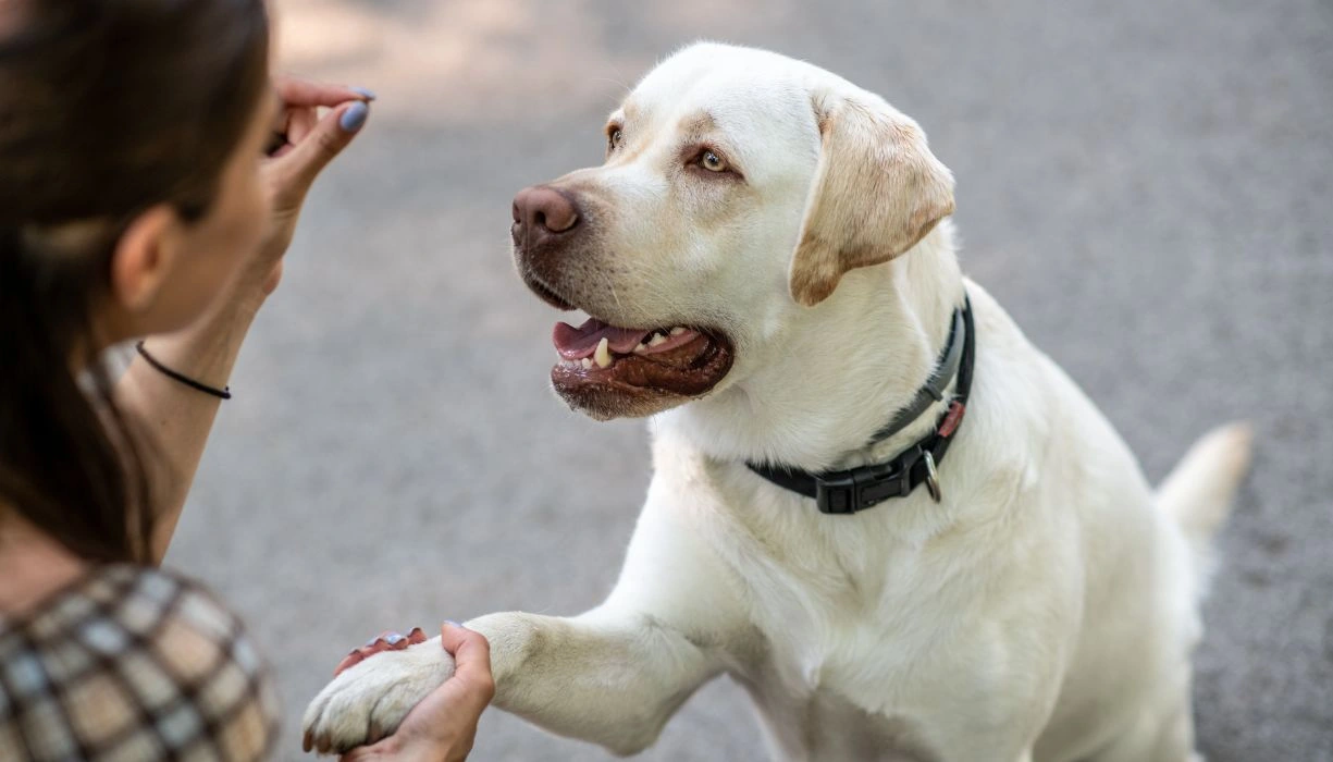 Entrenamiento de perros