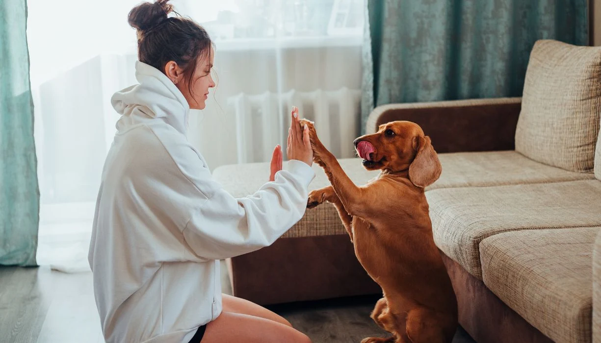 entremaniento canino