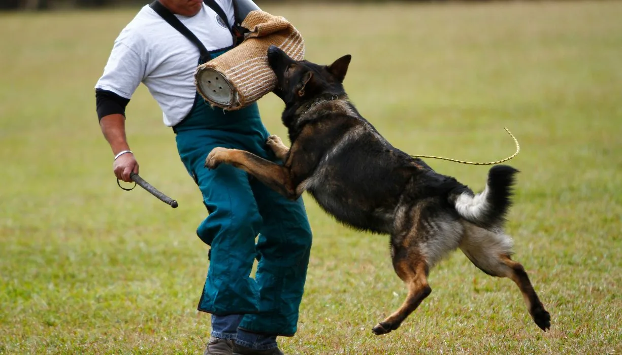 entrenamiento entrenamiento