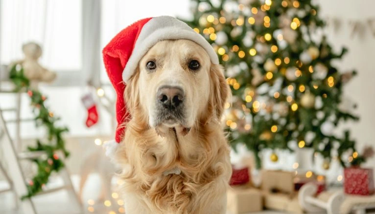 golden navideño golden navideño