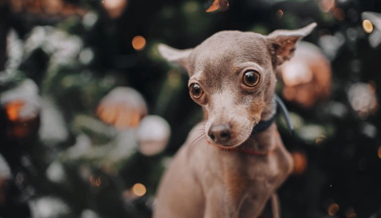 perro asustado pirotecnia perro asustado pirotecnia