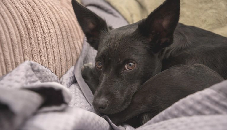 perro comodo y seguro perro comodo y seguro