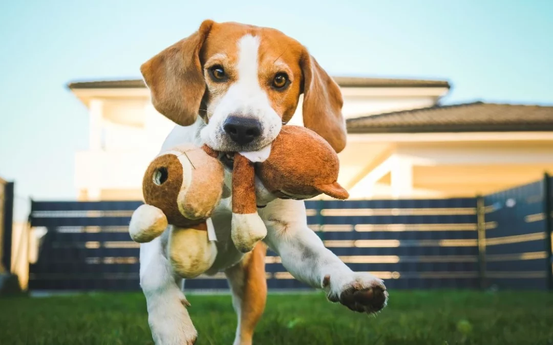 Despierta la Alegría: Juegos y Actividades para Estimular a tu Mascota