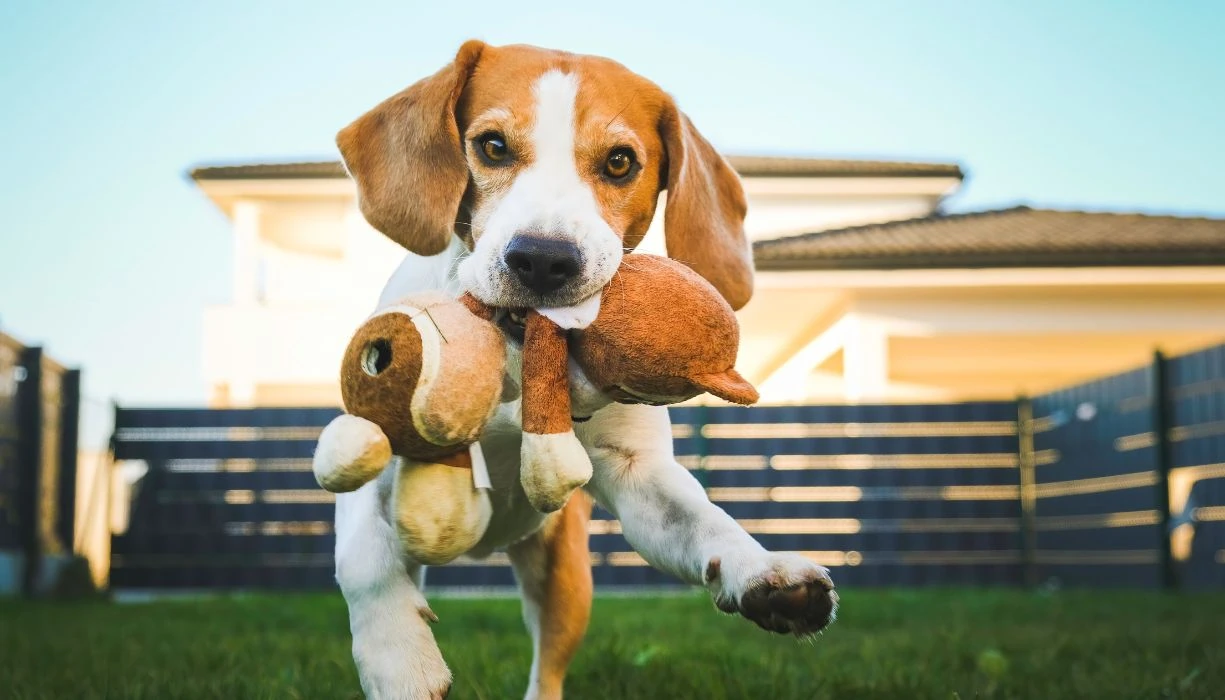 perro divirtiéndose