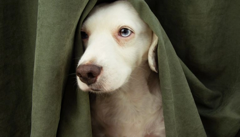 perro escondite seguro perro escondite seguro