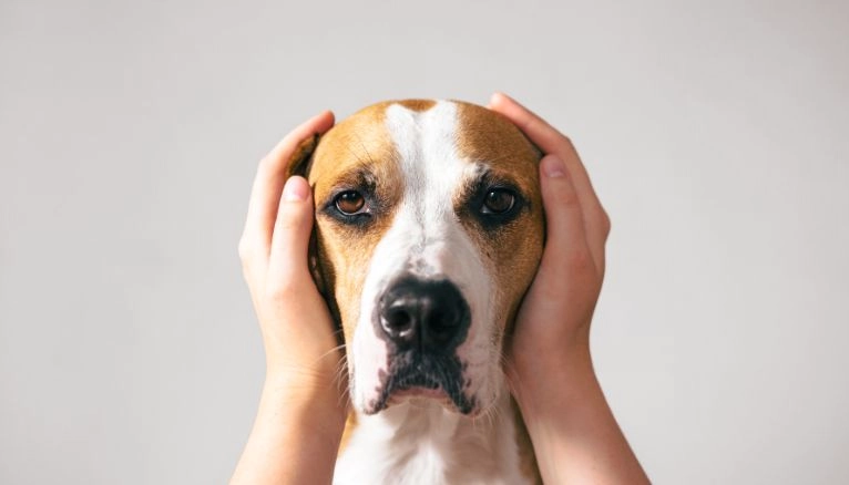 perro no gusta ruidos fuertes perro no gusta ruidos fuertes