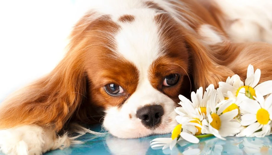 Cavalier King Charles Spaniel