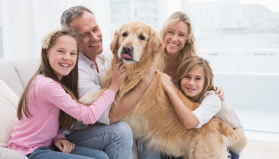 Golden Retrieve mascota