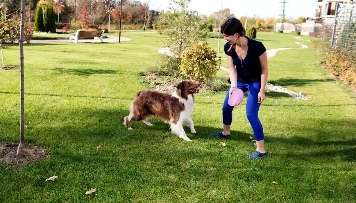 entrenando mascota